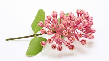 Photo of beautiful Milkweed flower isolated on white background. Generative AI