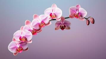 Photo of beautiful Orchid flower isolated on white background. Generative AI