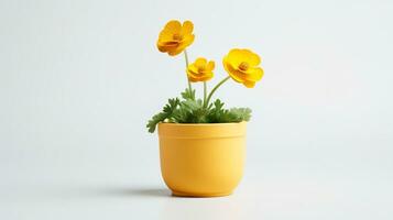 Photo of Buttercup flower in pot isolated on white background. Generative AI
