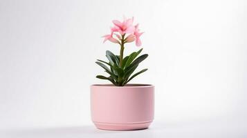 Photo of Pink flower in pot isolated on white background. Generative AI