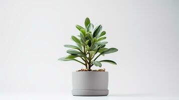 Photo of Lambs Ear flower in pot isolated on white background. Generative AI