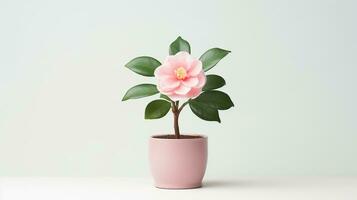 Photo of Camellia flower in pot isolated on white background. Generative AI