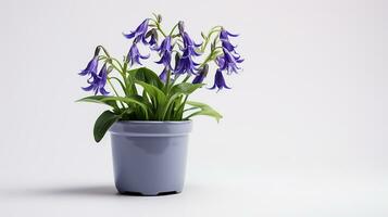 Photo of Virginia Bluebell flower in pot isolated on white background. Generative AI