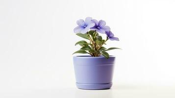 Photo of Periwinkle flower in pot isolated on white background. Generative AI