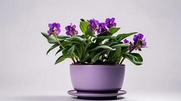 Photo of Lungwort flower in pot isolated on white background. Generative AI