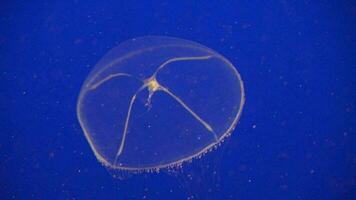 kristall gelé aequorea victoria en bioluminescerande hydrozoan manet, eller hydromedusa, den där är hittades av de väst kust av norr Amerika djup blå bakgrund video