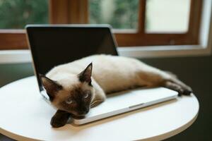 Cat on laptop working from home with cat. cat asleep on laptop keyboard assistant cat working at Laptop. photo