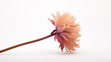 Photo of beautiful Drumstick flower isolated on white background. Generative AI