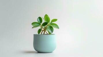 Photo of Peperomia flower in pot isolated on white background. Generative AI