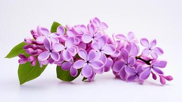 Photo of beautiful Lilac flower isolated on white background. Generative AI