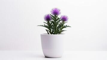 Photo of Thistle flower in pot isolated on white background. Generative AI