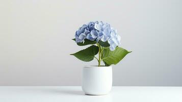 Photo of Hydrangea flower in pot isolated on white background. Generative AI