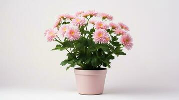 Photo of Chrysanthemum flower in pot isolated on white background. Generative AI