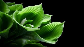 Photo of beautiful Hosta flower isolated on white background. Generative AI