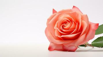 Photo of beautiful Rose flower isolated on white background. Generative AI