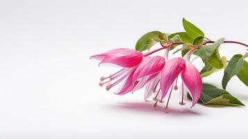 Photo of beautiful Fuchsia flower isolated on white background. Generative AI