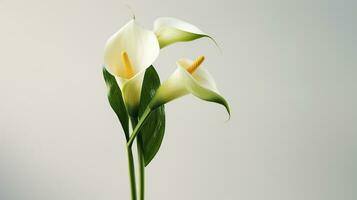 Photo of beautiful Calla Lily flower isolated on white background. Generative AI