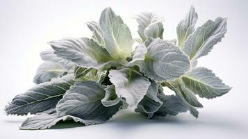 foto de hermosa de cordero oído flor aislado en blanco antecedentes. generativo ai