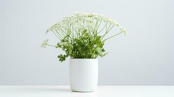 Photo of Queen Annes Lace flower in pot isolated on white background. Generative AI