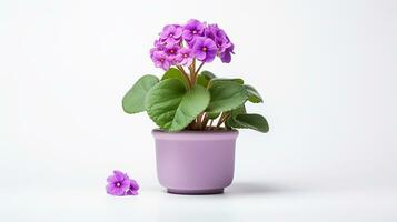 Photo of Primula flower in pot isolated on white background. Generative AI