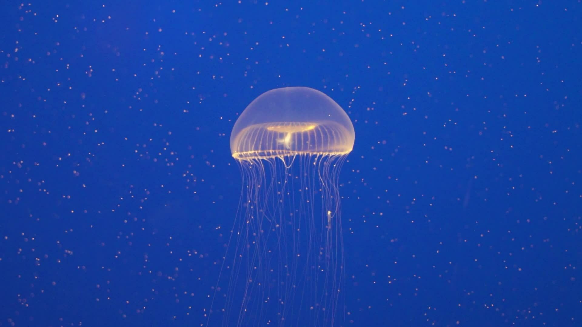 Crystal jelly Aequorea victoria a bioluminescent hydrozoan jellyfish