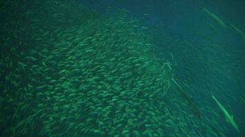 miljon virvlande skola av fisk i djup vatten bakgrund långsam rörelse video