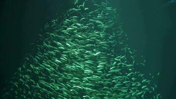 Million wirbelnd Schule von Fisch im tief Wasser Hintergrund schleppend Bewegung video