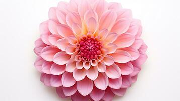 Photo of beautiful Dahlia flower isolated on white background. Generative AI