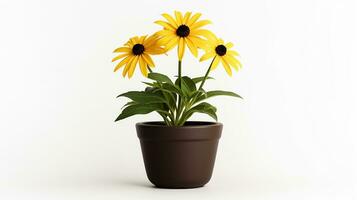 Photo of Black-Eyed Susan flower in pot isolated on white background. Generative AI