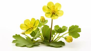 Photo of beautiful Marsh Marigold flower isolated on white background. Generative AI