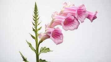 Photo of beautiful Foxglove flower isolated on white background. Generative AI