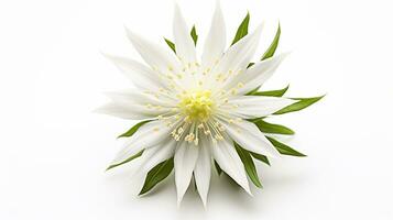 Photo of beautiful Edelweiss flower isolated on white background. Generative AI