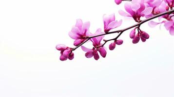 Photo of beautiful Redbud flower isolated on white background. Generative AI