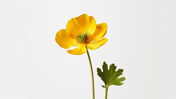 foto de hermosa botón de oro flor aislado en blanco antecedentes. generativo ai