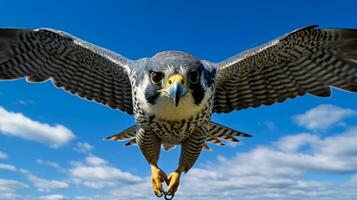 foto de un halcón debajo azul cielo. generativo ai