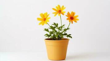 Photo of Coreopsis flower in pot isolated on white background. Generative AI