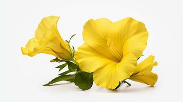 Photo of beautiful Evening Primrose flower isolated on white background. Generative AI