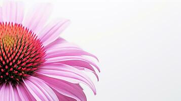 Photo of beautiful Echinacea flower isolated on white background. Generative AI