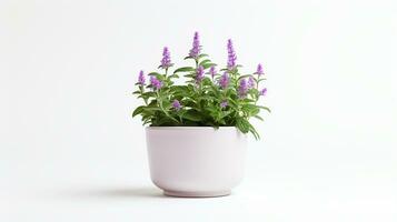 Photo of Bishops Weed flower in pot isolated on white background. Generative AI