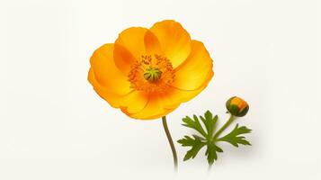 Photo of beautiful Buttercup flower isolated on white background. Generative AI