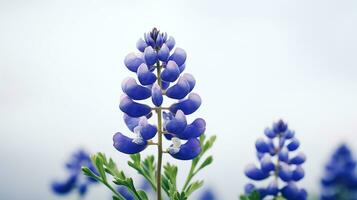 Photo of beautiful Bluebonnet flower isolated on white background. Generative AI