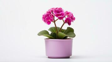 Photo of Primula flower in pot isolated on white background. Generative AI