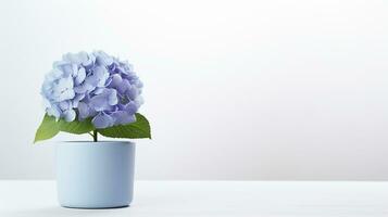 Photo of Hydrangea flower in pot isolated on white background. Generative AI