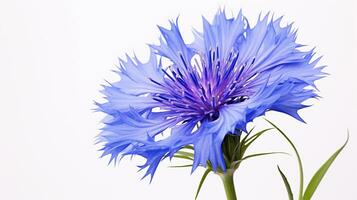 Photo of beautiful Cornflower flower isolated on white background. Generative AI