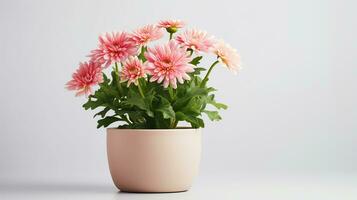 Photo of Chrysanthemum flower in pot isolated on white background. Generative AI