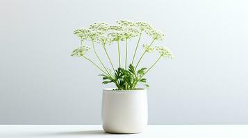 Photo of Queen Annes Lace flower in pot isolated on white background. Generative AI