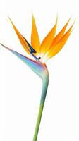 Photo of beautiful Bird of Paradise flower isolated on white background. Generative AI