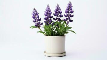 Photo of Lupine flower in pot isolated on white background. Generative AI