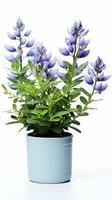 Photo of Baptisia flower in pot isolated on white background. Generative AI