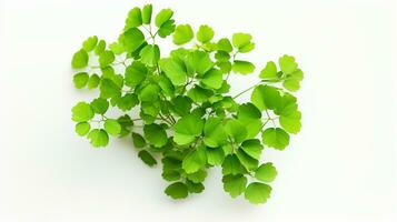 Photo of beautiful Maidenhair Fern flower isolated on white background. Generative AI